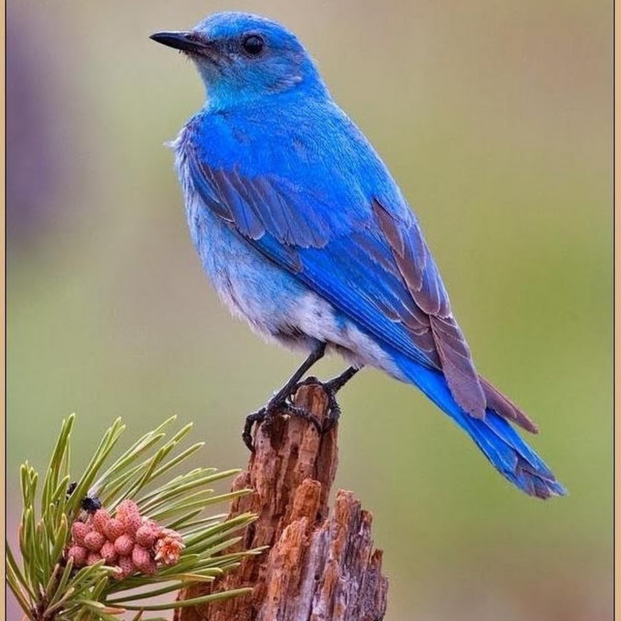 Дерево синей птицы. Блю сиалия голубая птичка. Синяя птица лиловый Дрозд. Сиалия птица. Сиалия Лазурная птица.