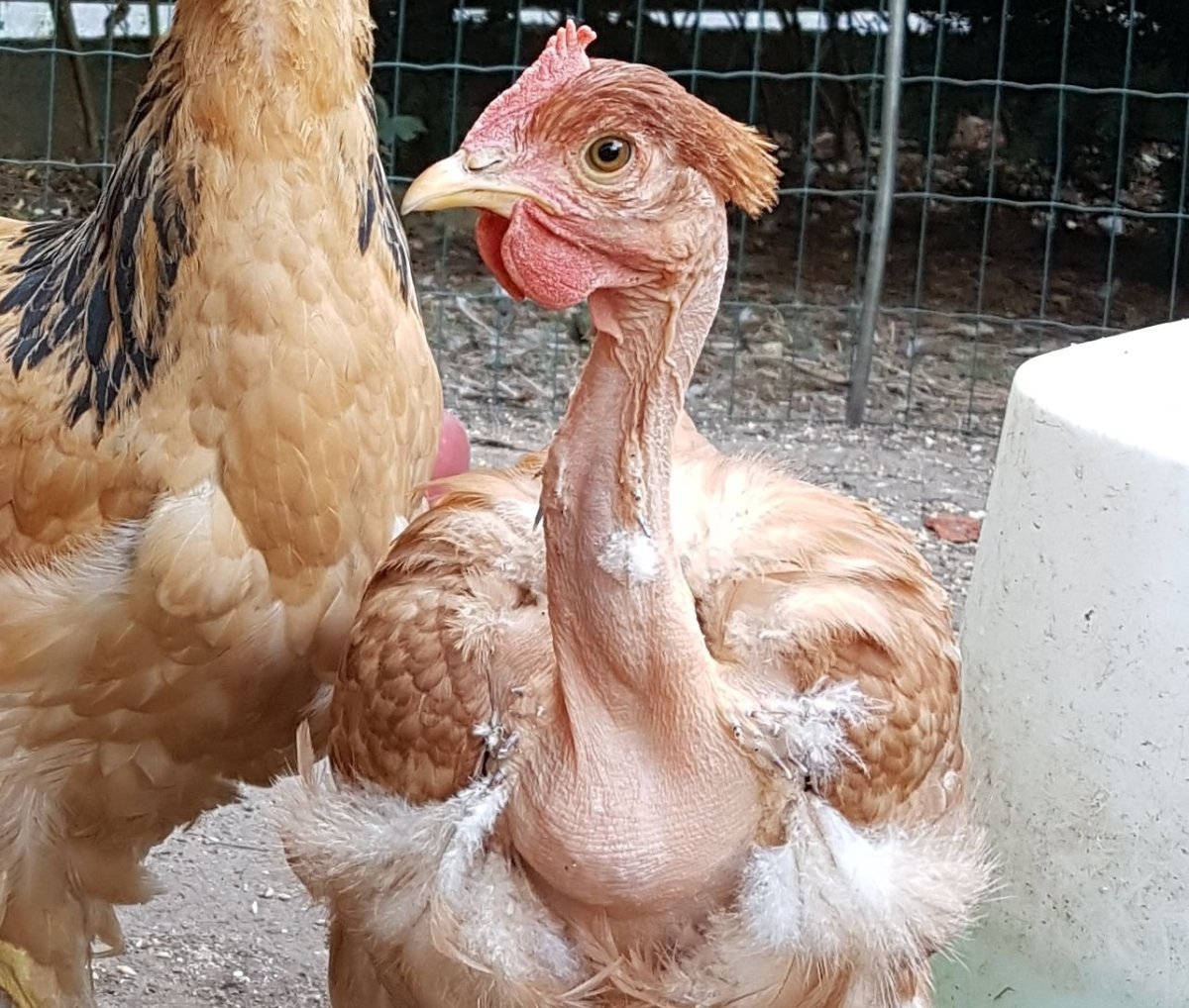 Куры испанка голошейка