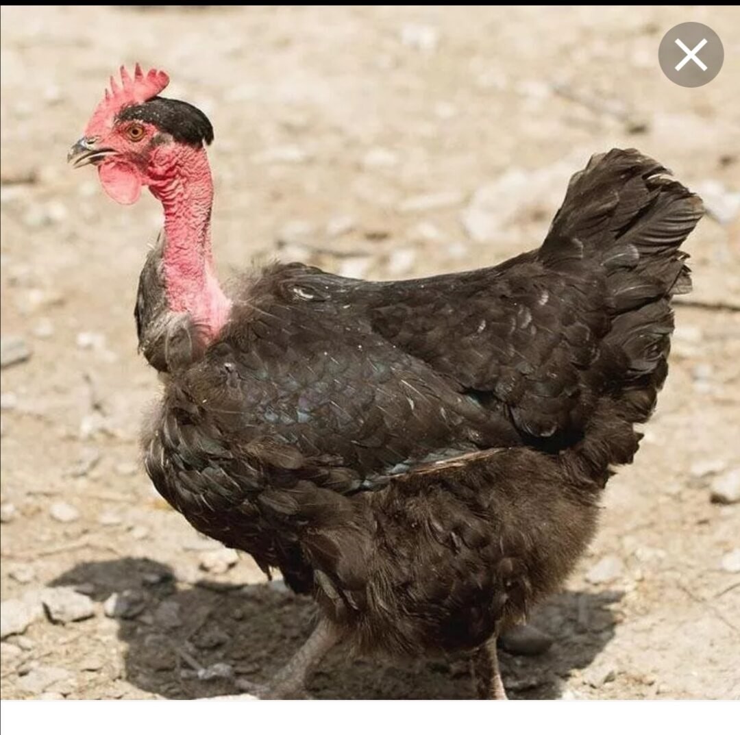 Голошейка хохлатая