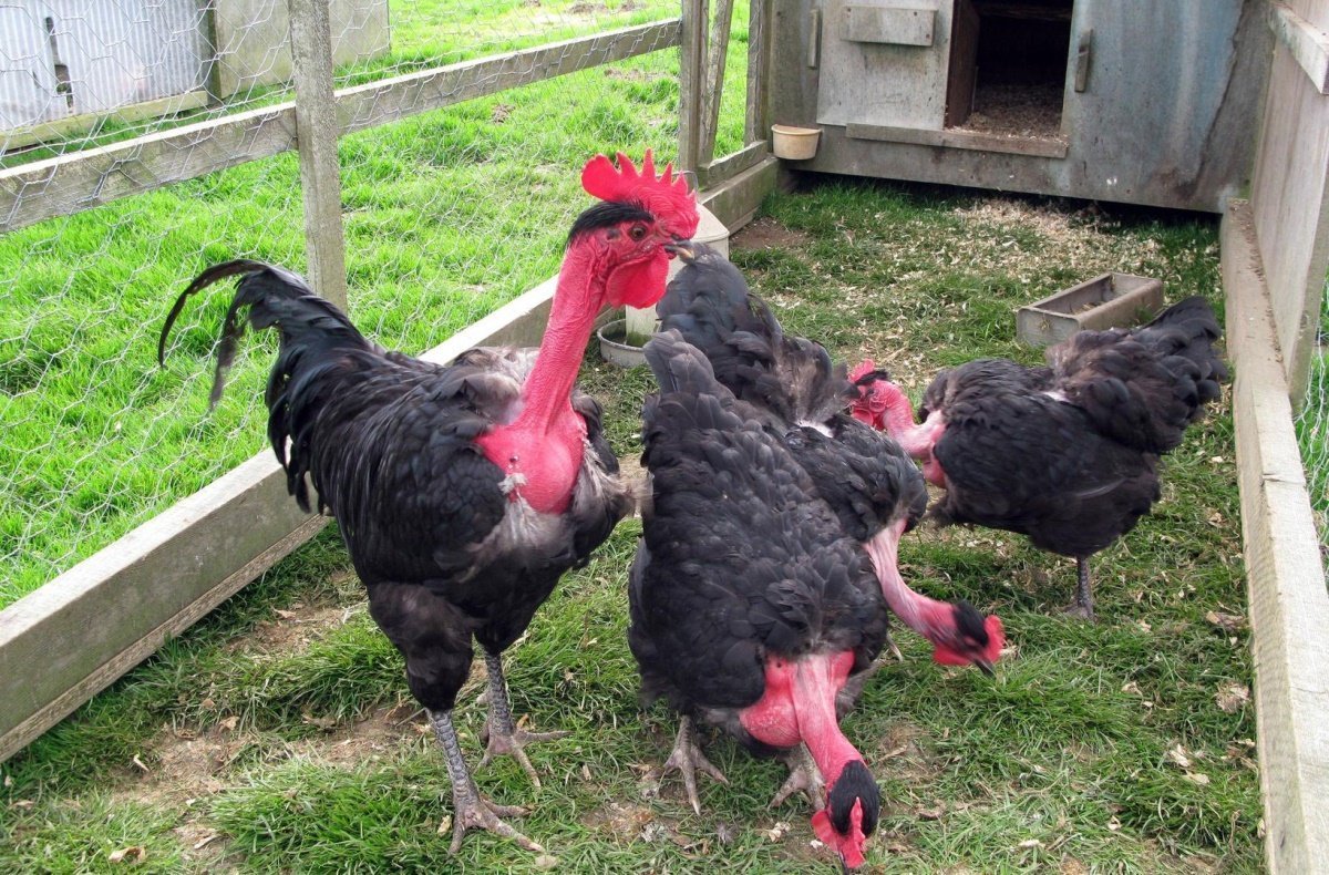 Куры испанка голошейка