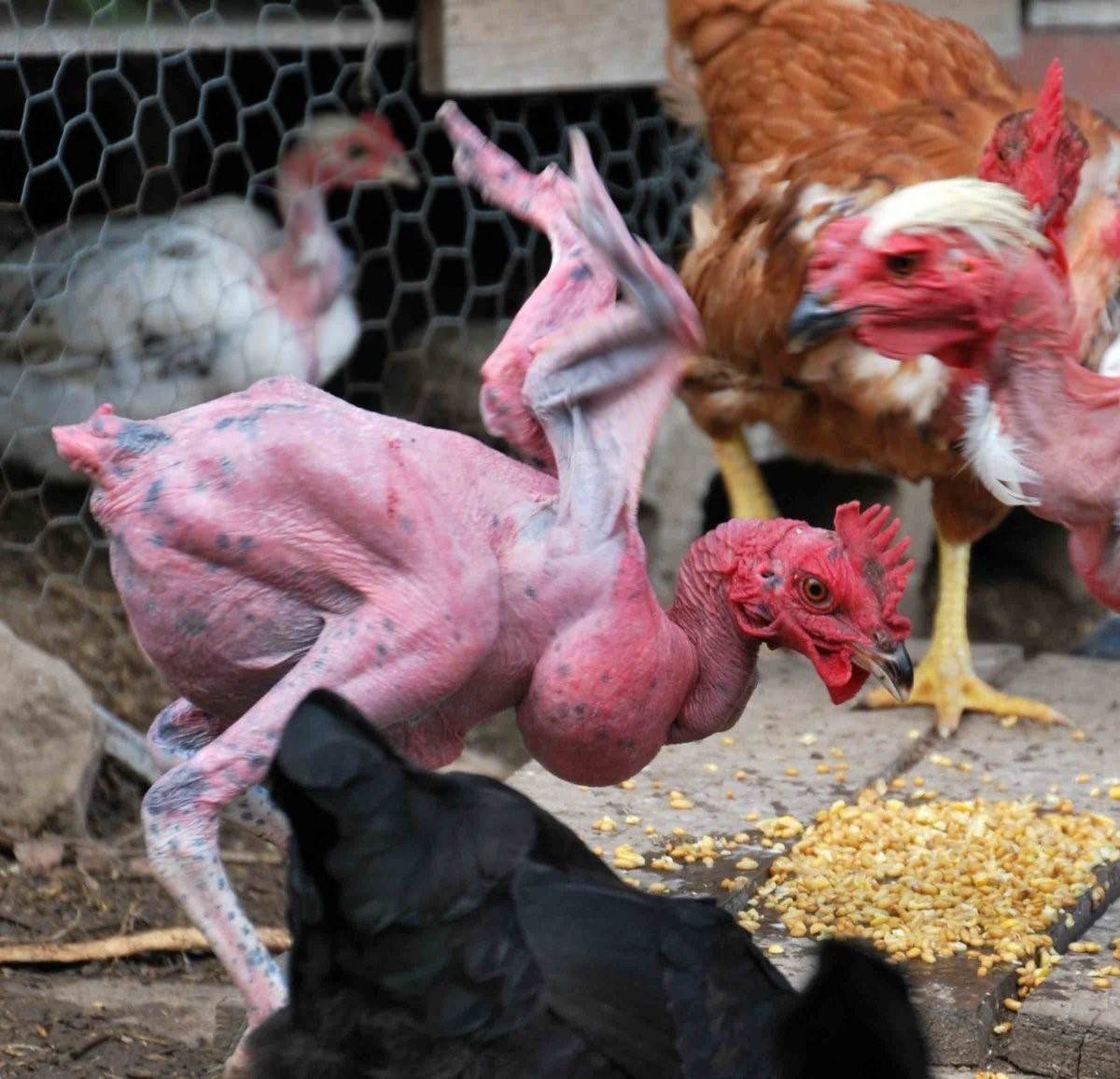 Голошейные цыплята