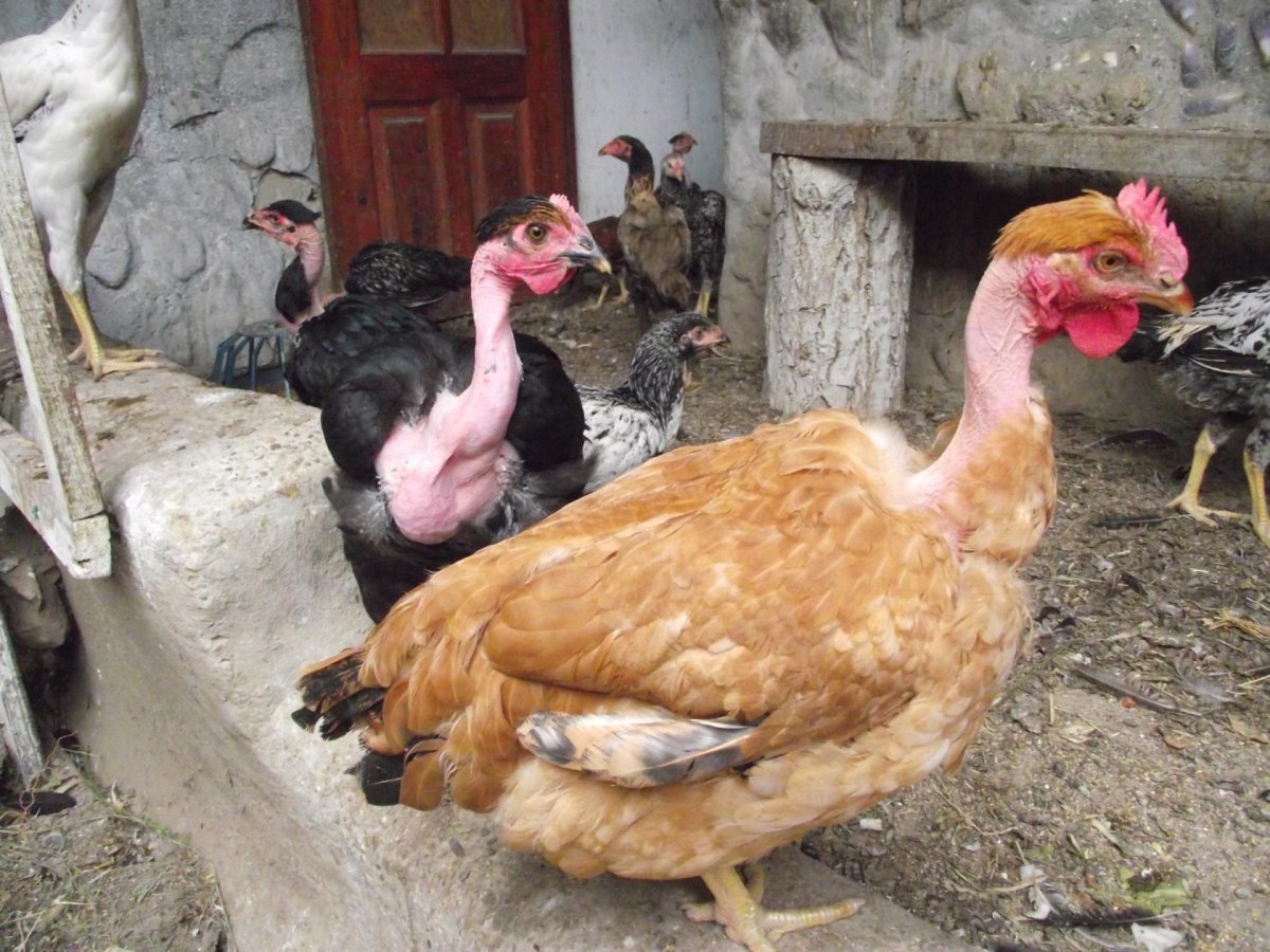 Курица испанка голошейка