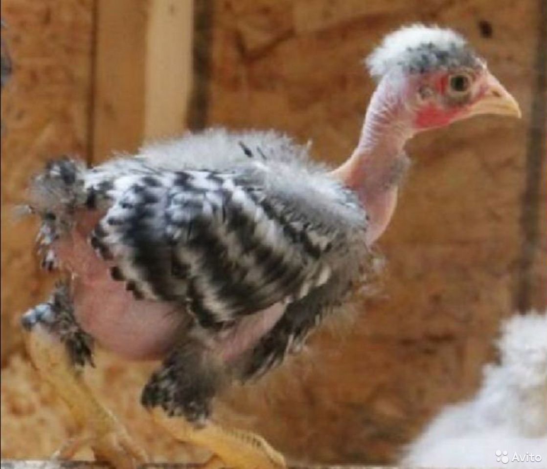 Голошейки порода кур птенцы