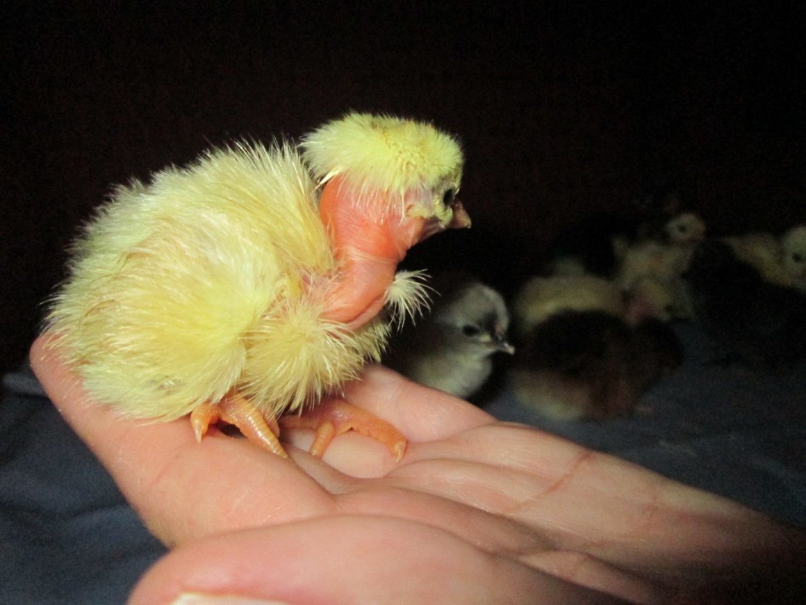 Цыплята голошейки