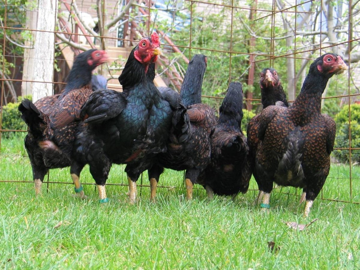 Корнуэльская порода кур