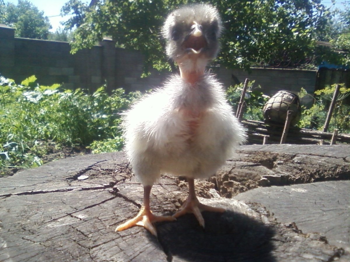 Голошейная Брама