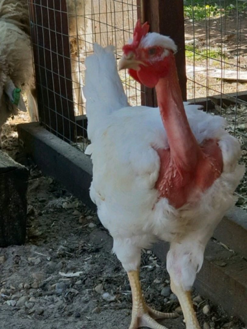 Куры породы голошейка
