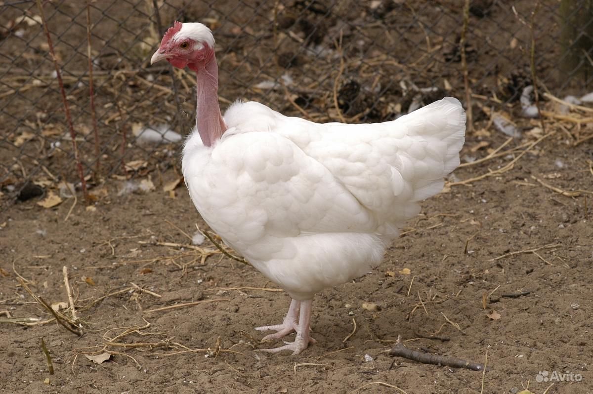 Порода кур голошейка