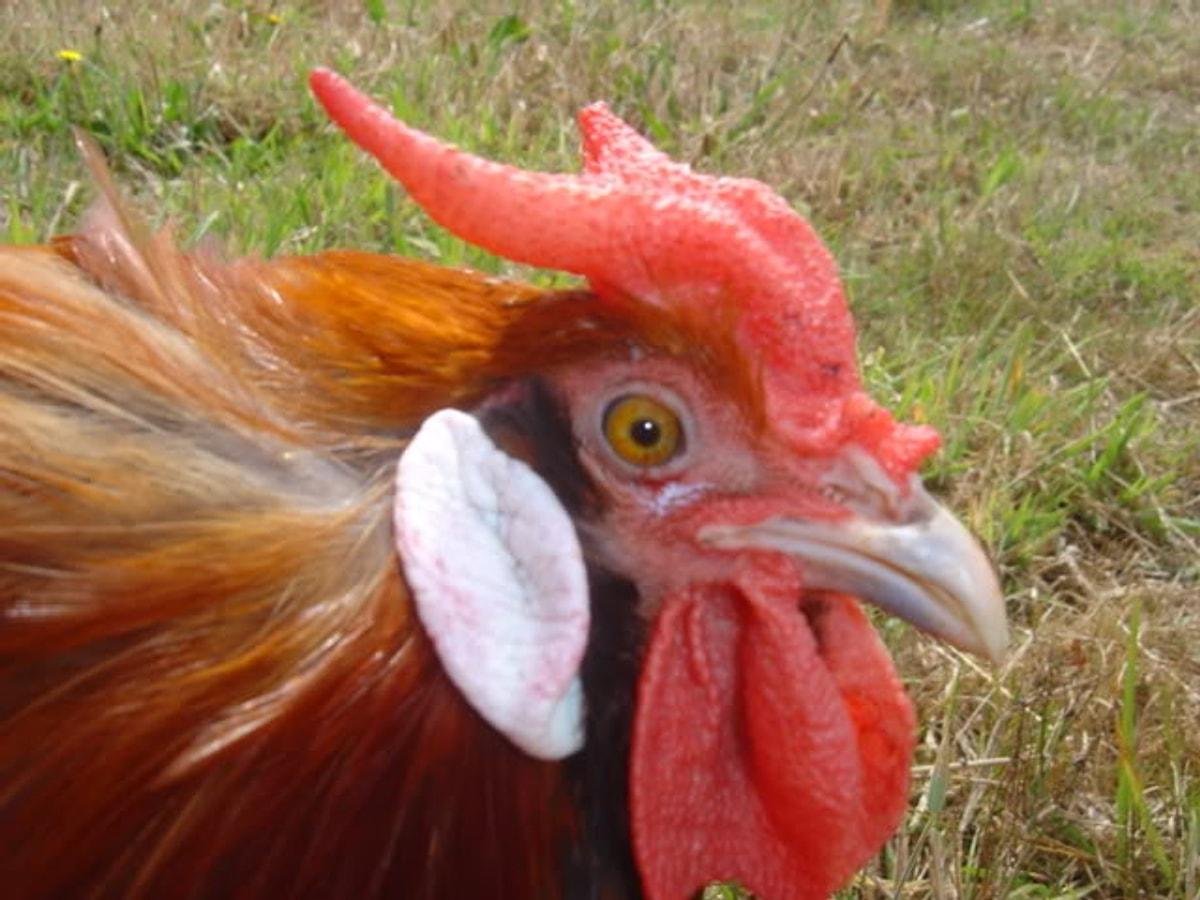 Куры ла флеш