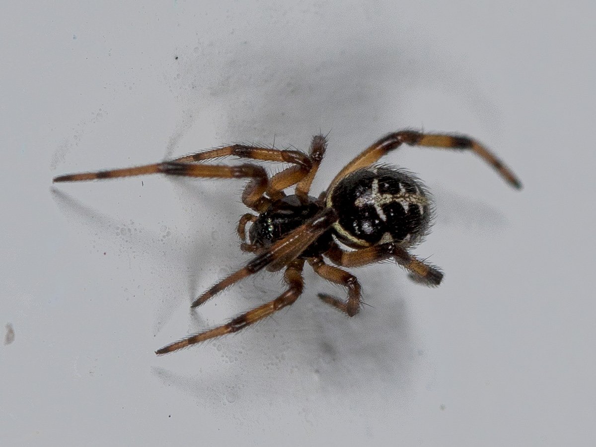 Паук Steatoda paykulliana