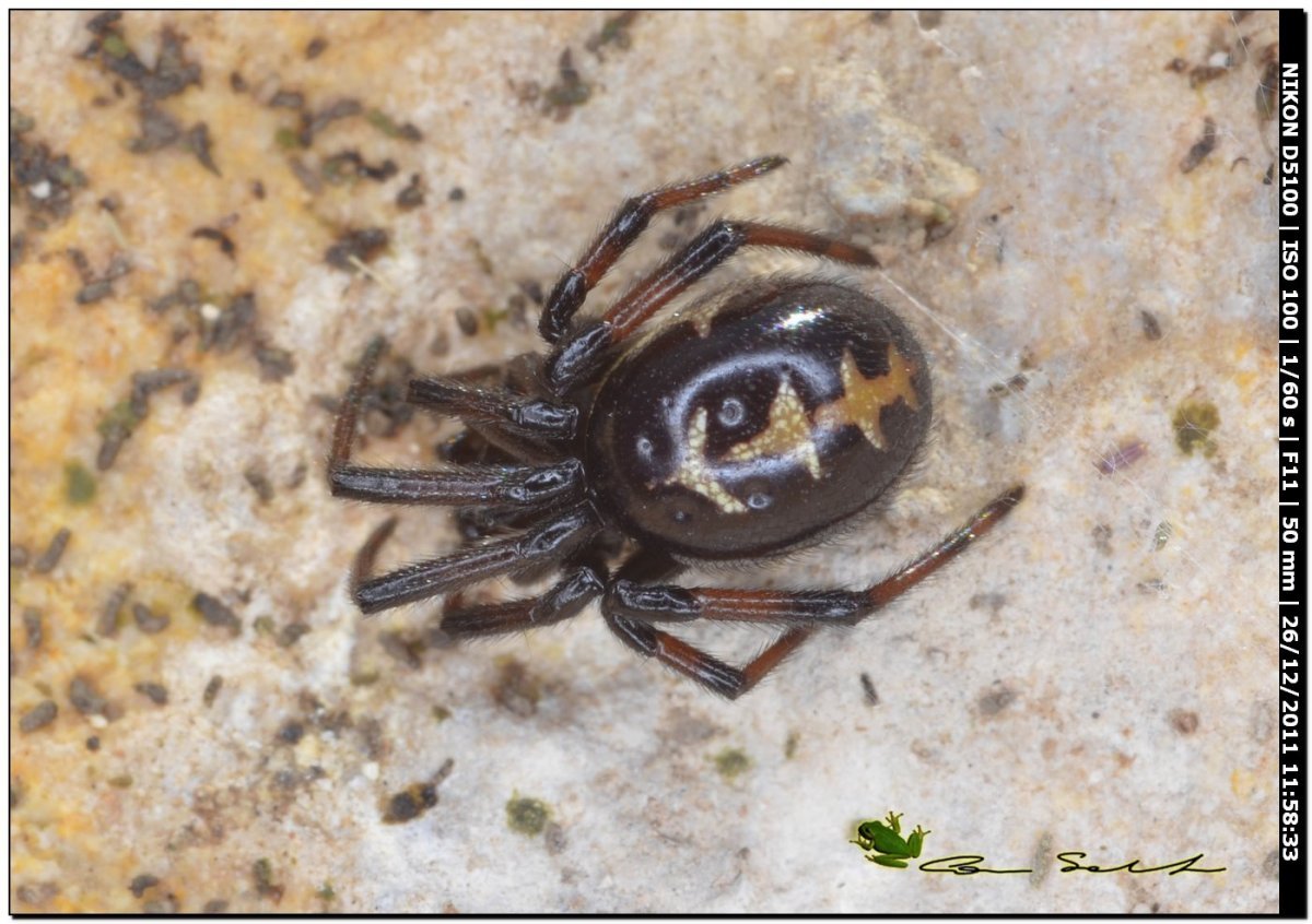 Паук Steatoda paykulliana