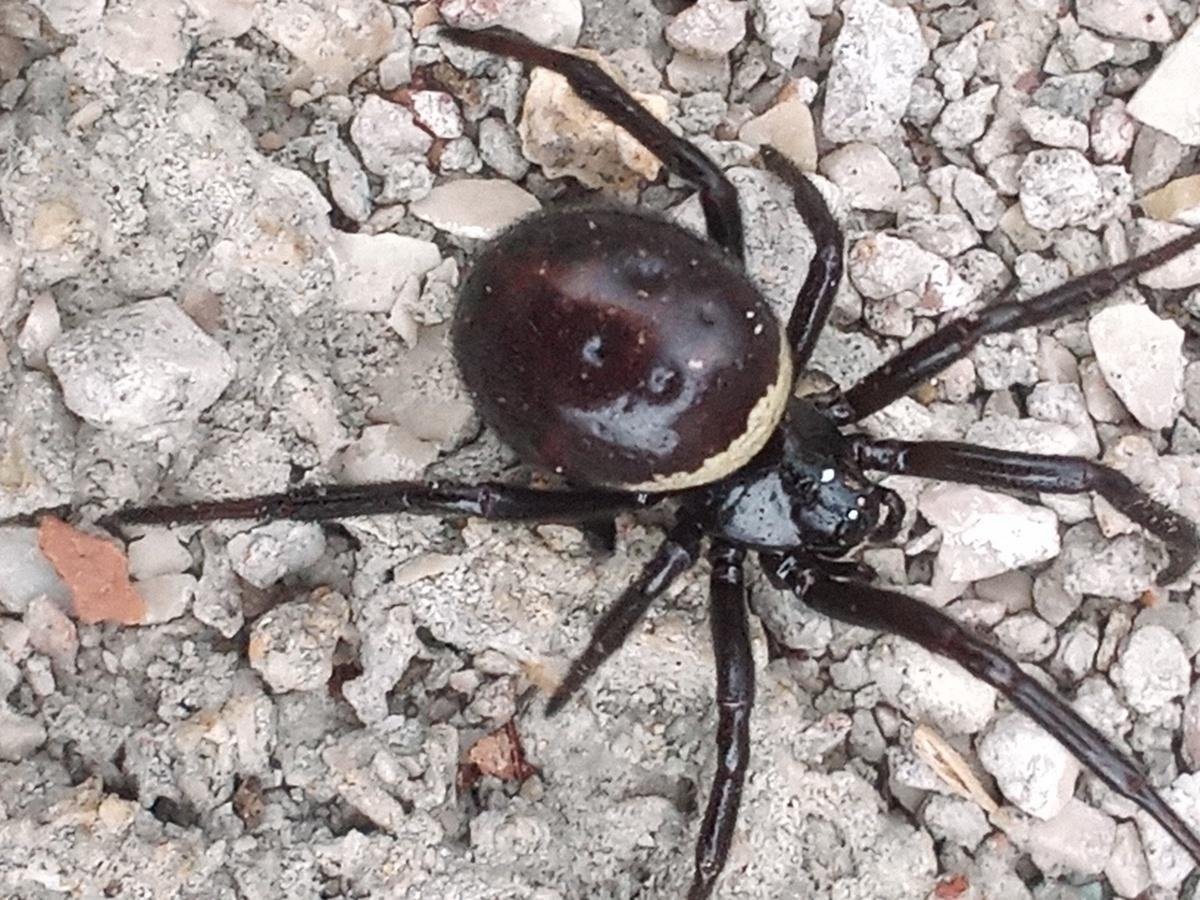 Стеатода Пайкулля, или ложный Каракурт Steatoda paykulliana