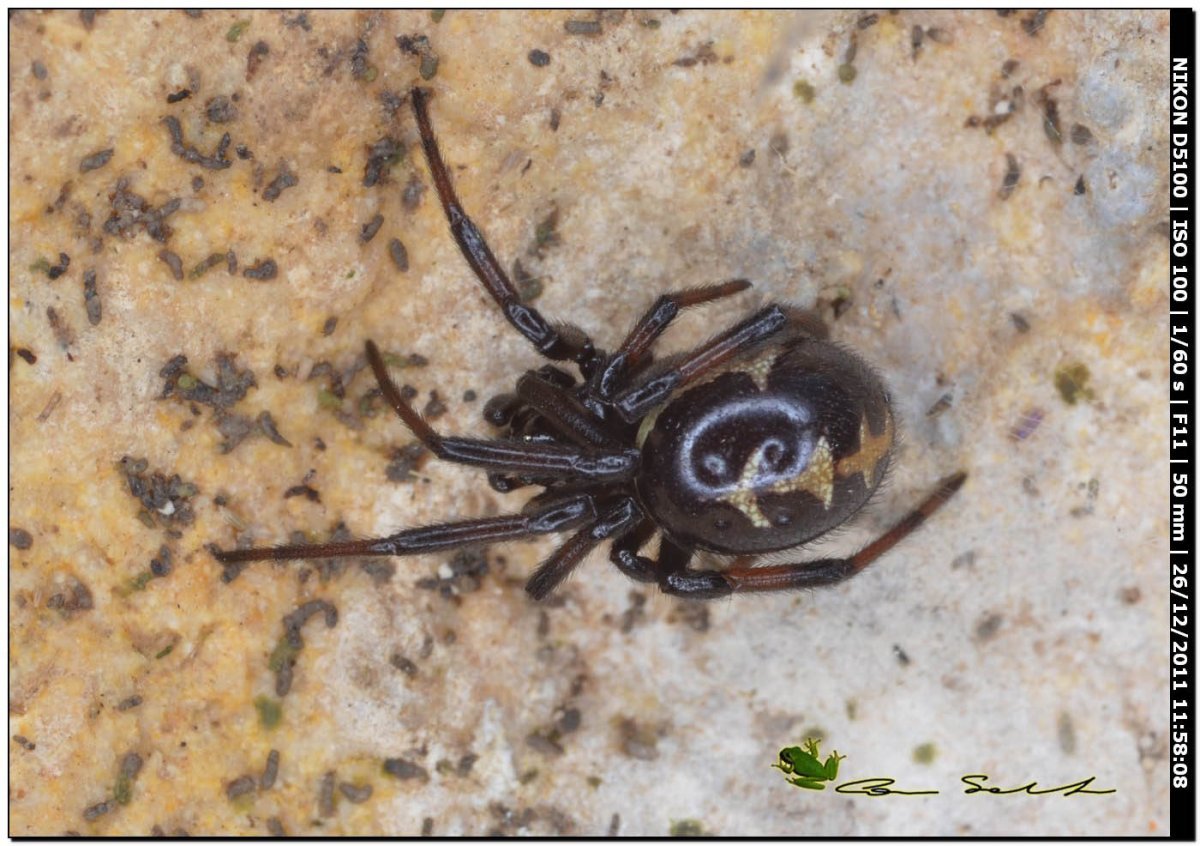 Стеатода Пайкулля