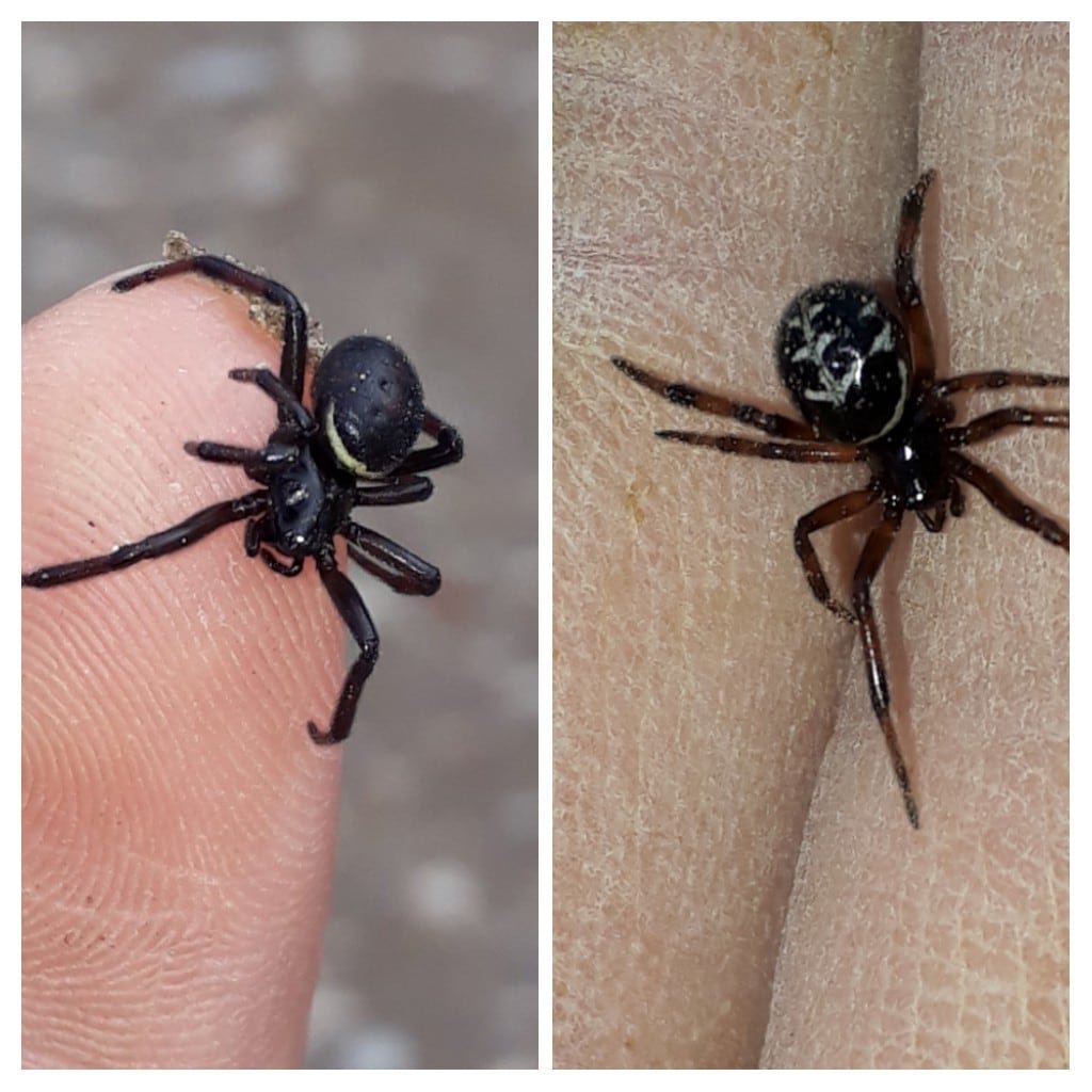 Стеатода Пайкулля (ложный Каракурт