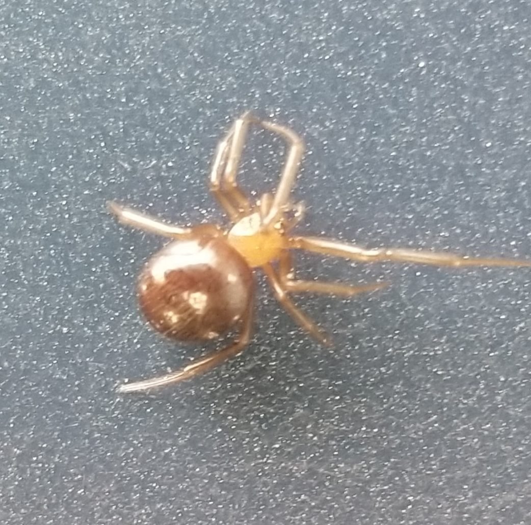 Паук стеатода Каштановая бурая