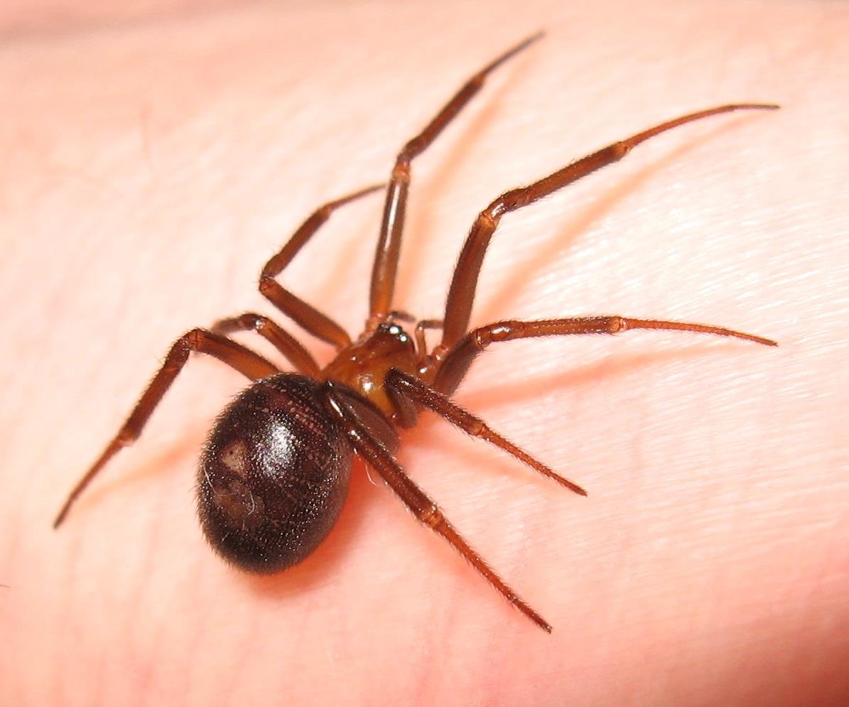 Стеатода Гросса паук