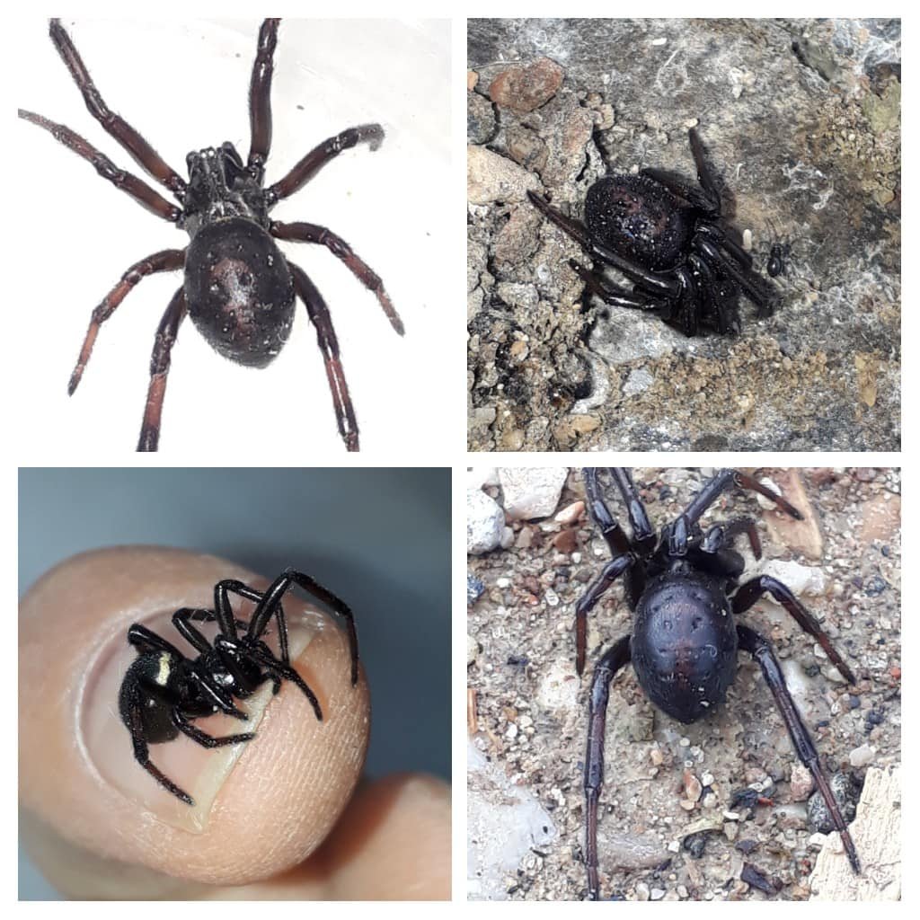 Steatoda paykulliana укус