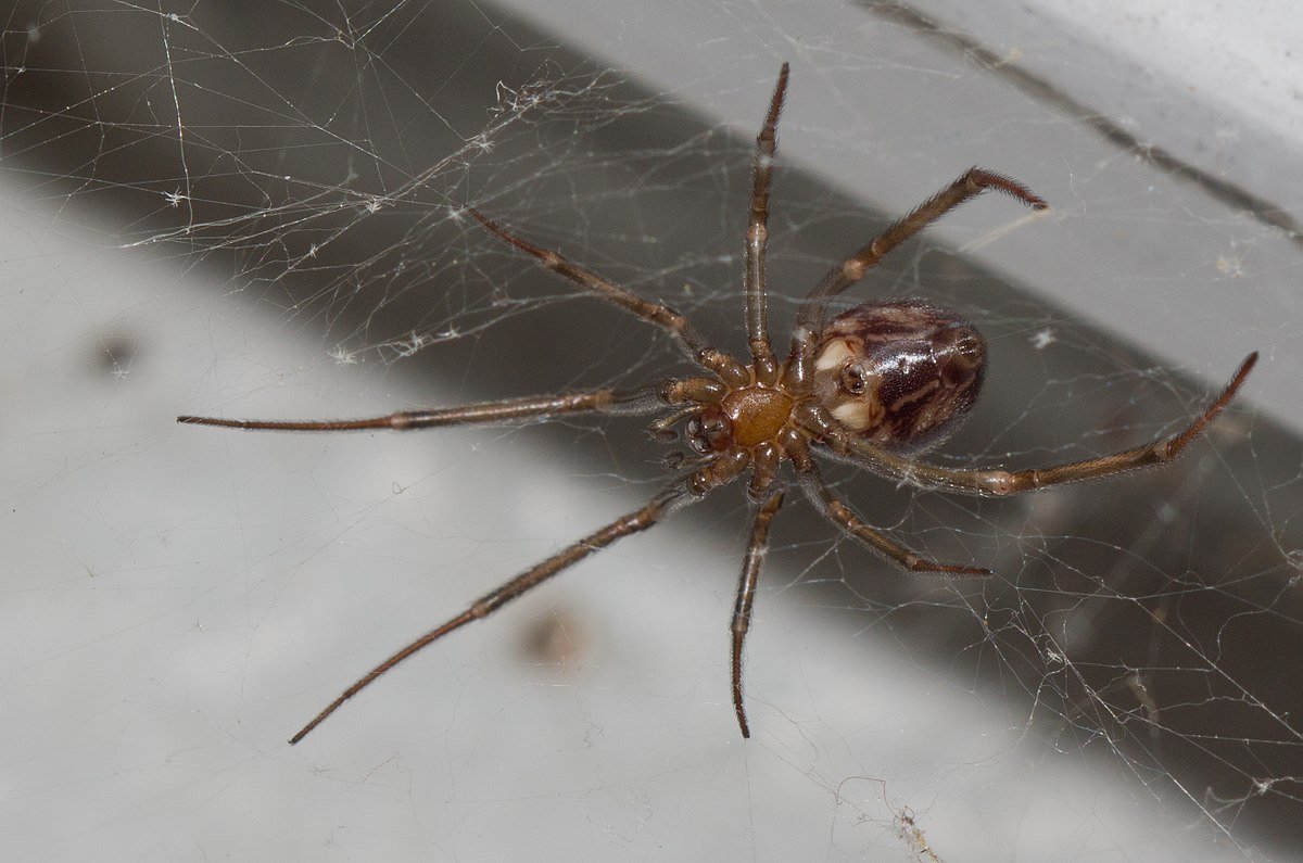 Стеатода Гросса паутина