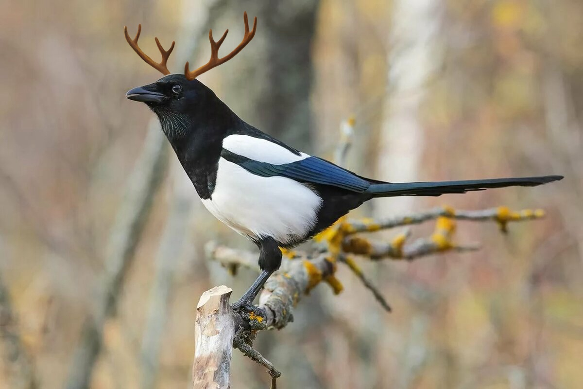 Сорока белобока птица