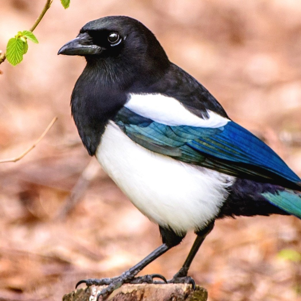 Сорока картинка для детей