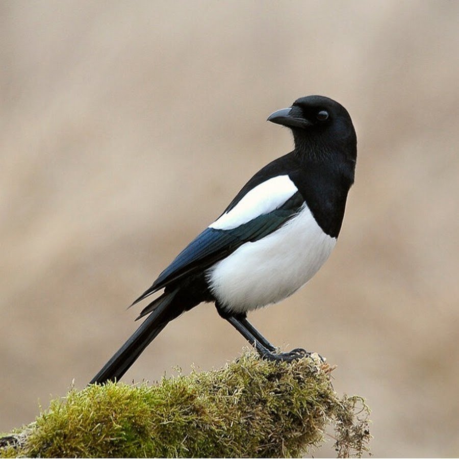 Сорока белохвостая