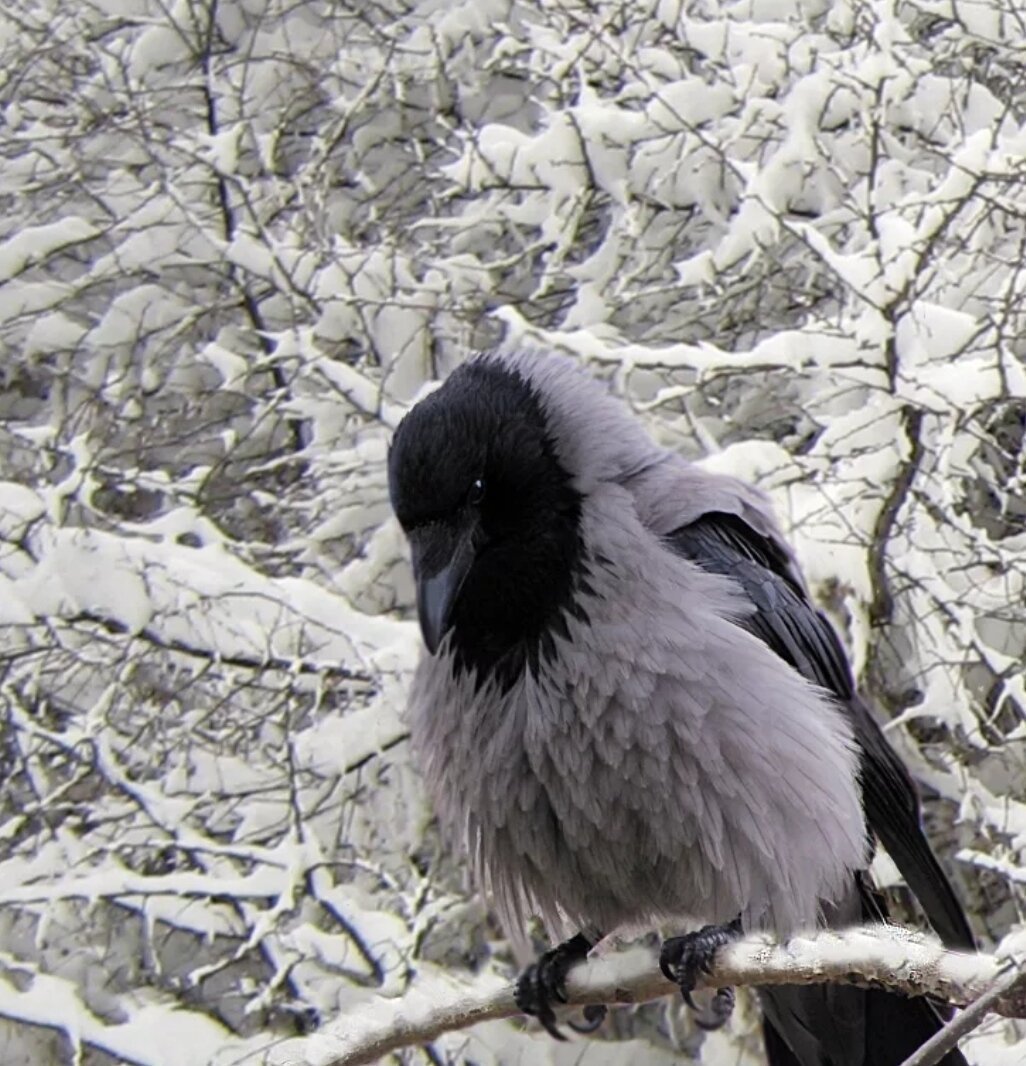 Ворон зимой