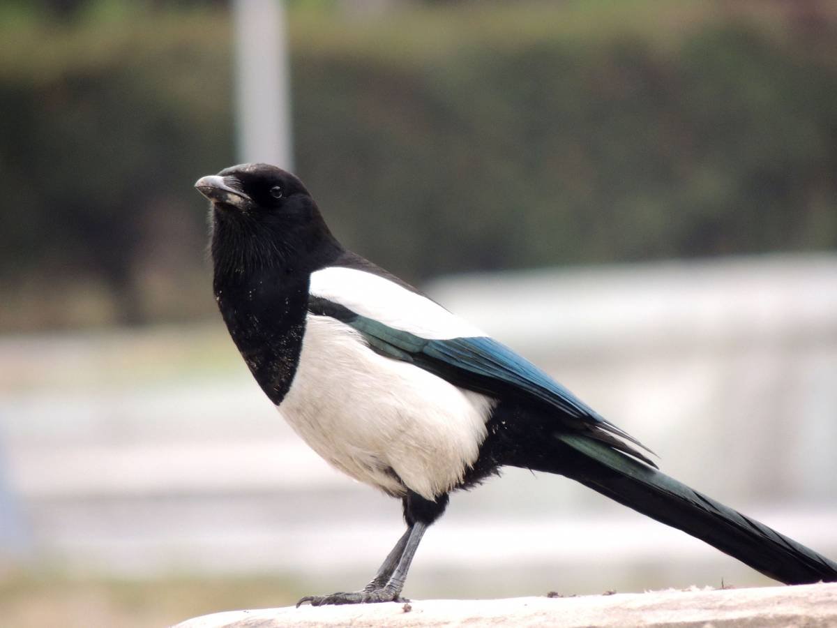 Сорока обыкновенная