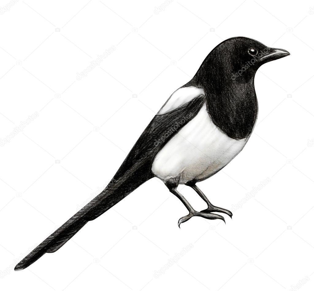 Сорока для детей на прозрачном фоне