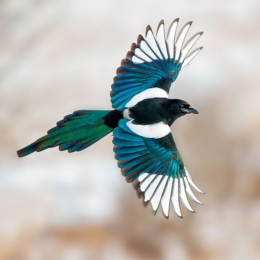 Разноцветная сорока