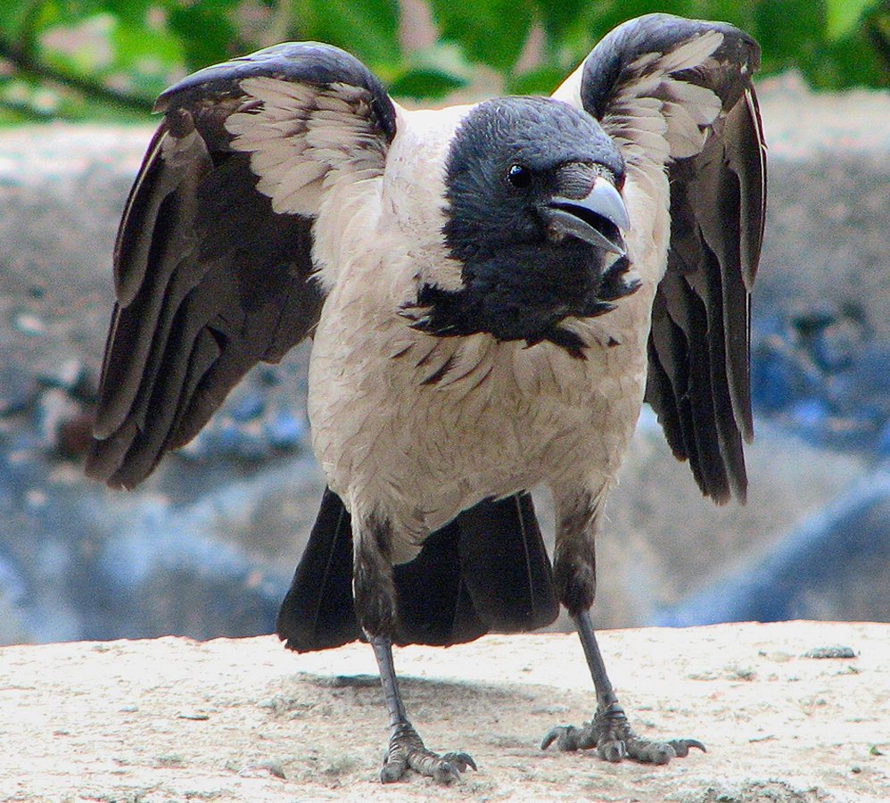 Забавные вороны