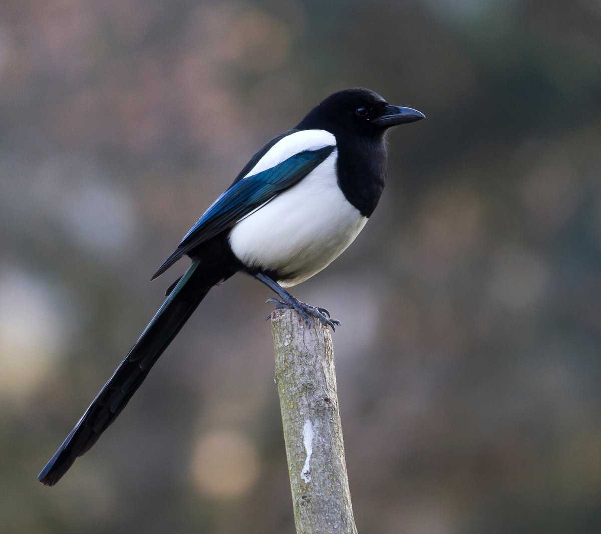Magpie Bird