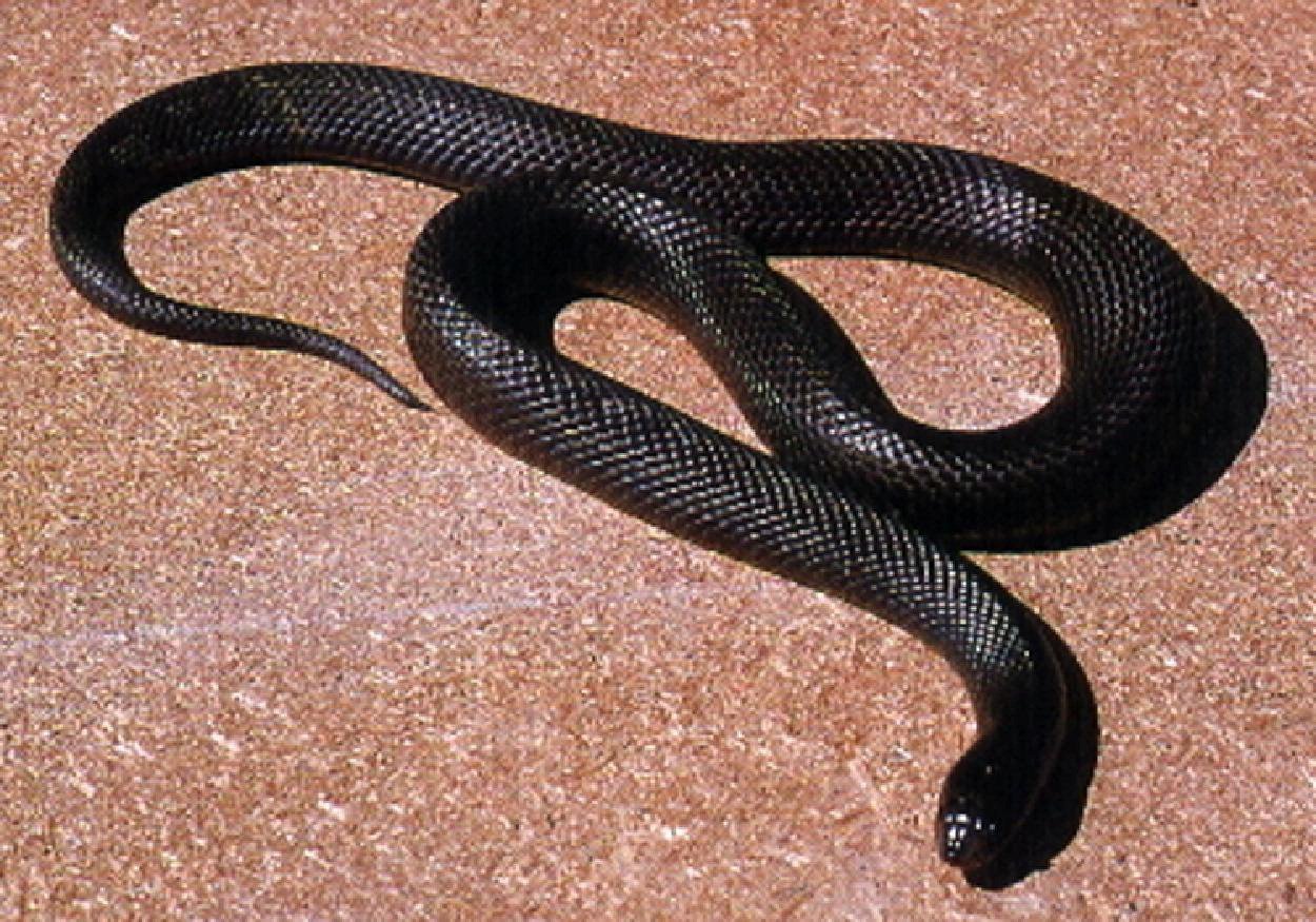 Черная змея на голове пятна. Гадюка Никольского (Vipera nikolskii). Черный полоз змея. Змея гадюка маленькая черная. Черный Техасский полоз.