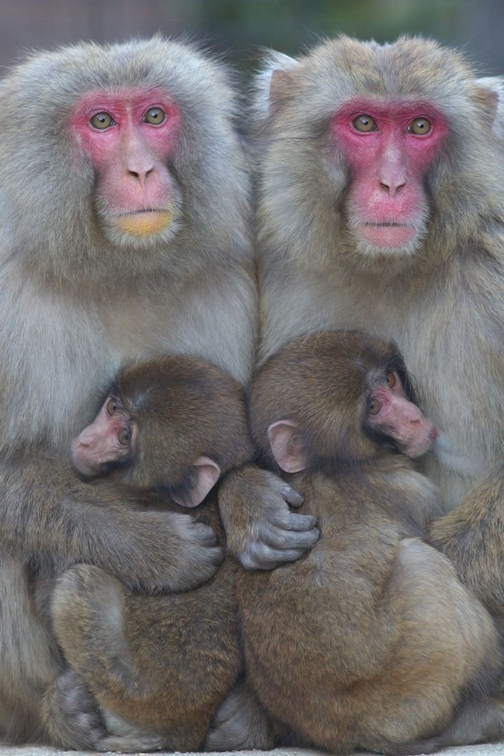 Две обезьянки