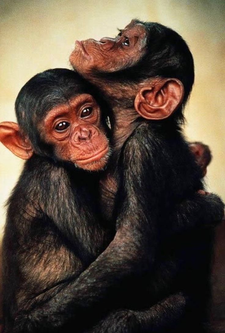 Обезьяны обнимаются