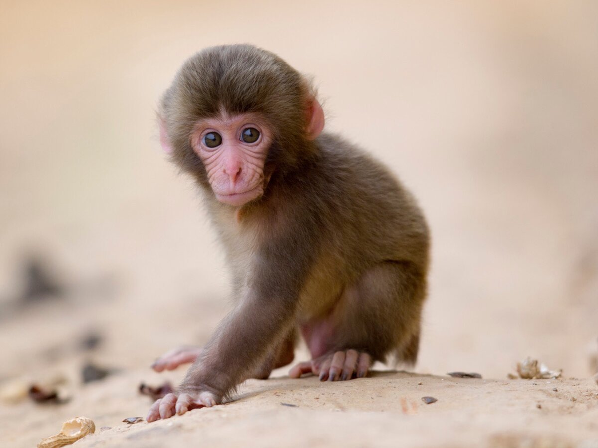 Шимпанзе Малютка