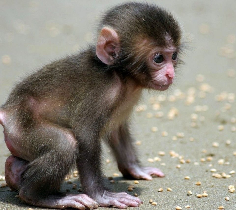 Ангольская крошечная мартышка