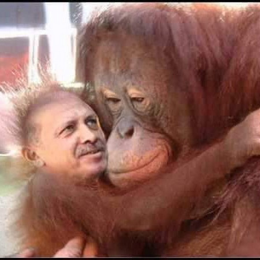 Обезьяна обнимает