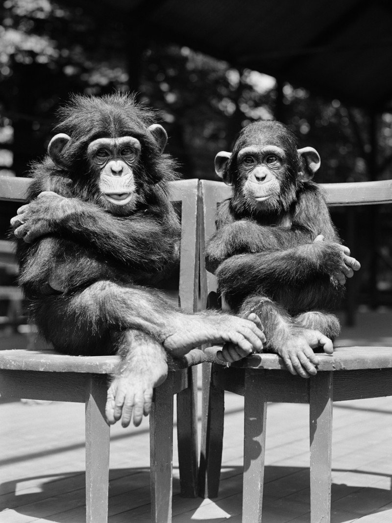 Обезьяны братья