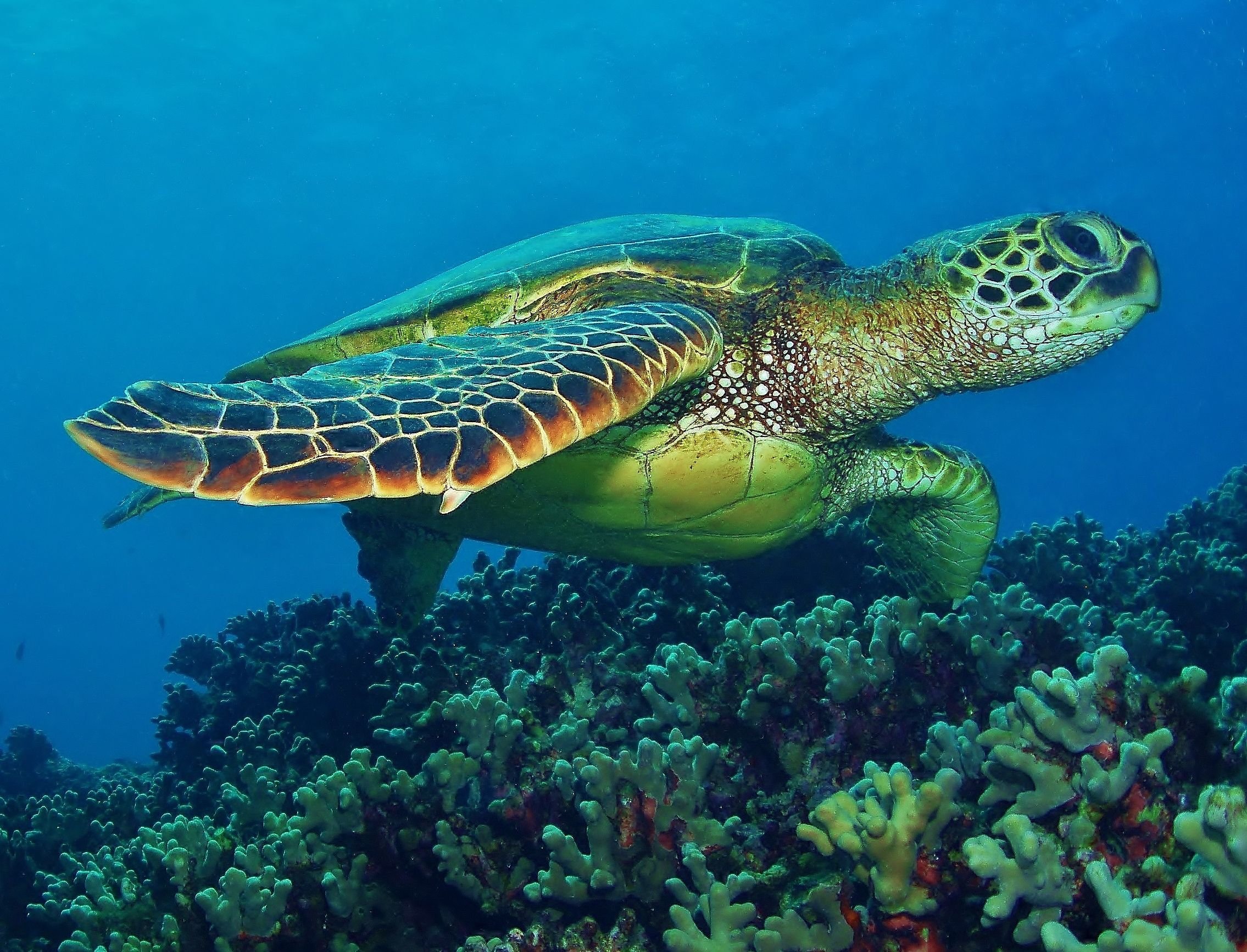 Крупное водное пресмыкающееся. Зеленая суповая черепаха. Морская суповая черепаха. Зелёная черепаха Chelonia mydas. Нектон черепахи.