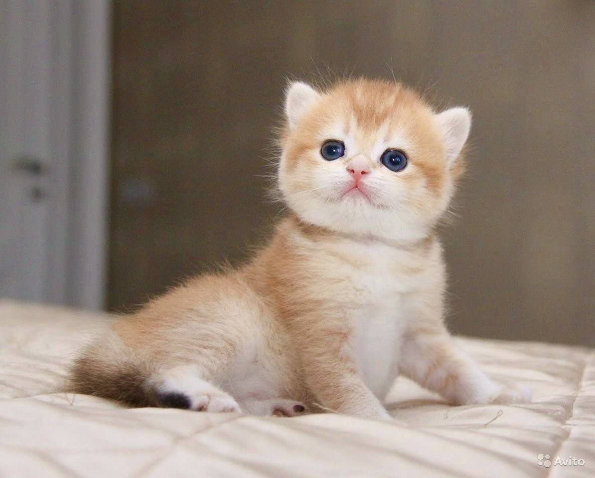 Британская Золотая шиншилла Манчкин