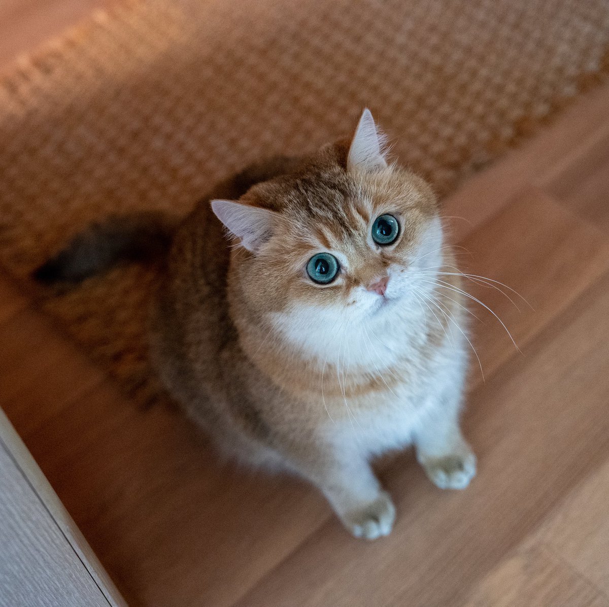 Манчкин кот Золотая шиншилла