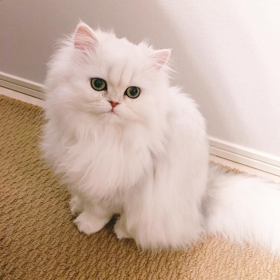 Манчкин шиншилловый