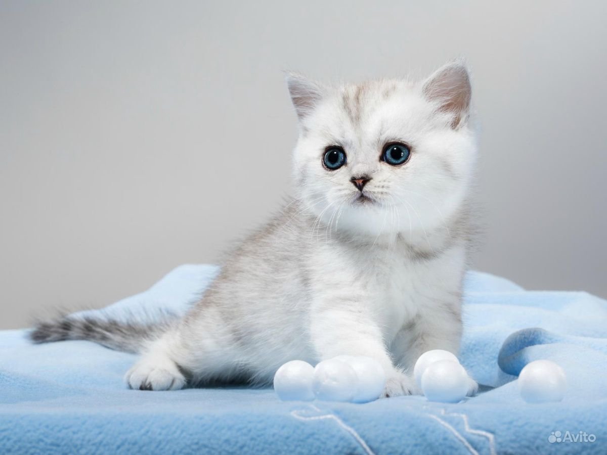 Шиншилла кошка купить в Новосибирске