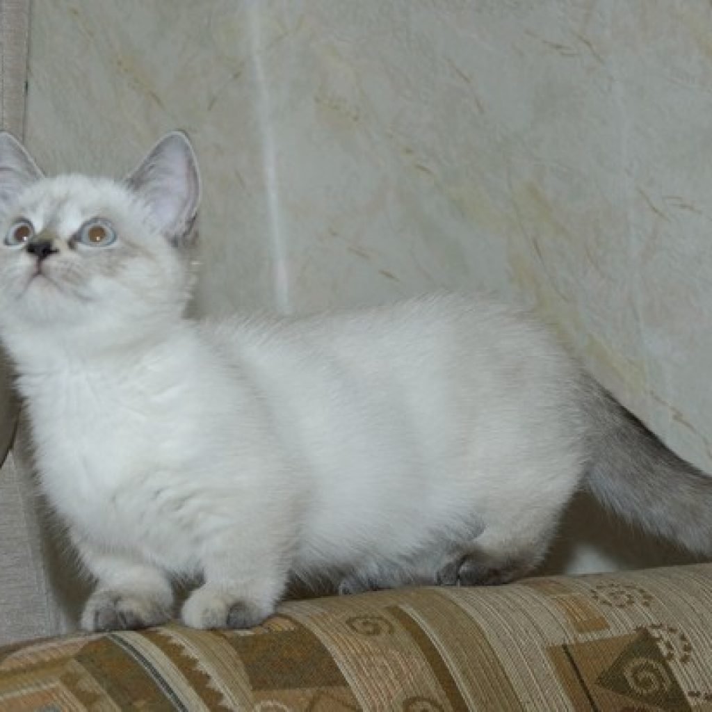 Манчкин шиншилловый