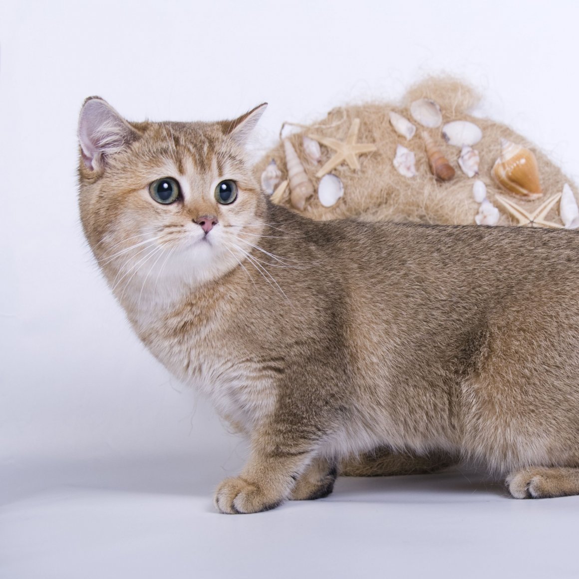 Манчкин Золотая шиншилла