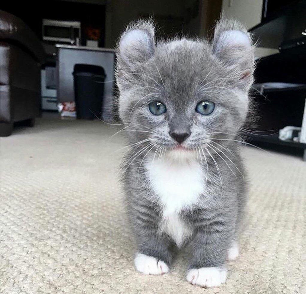 Порода кинкалоу