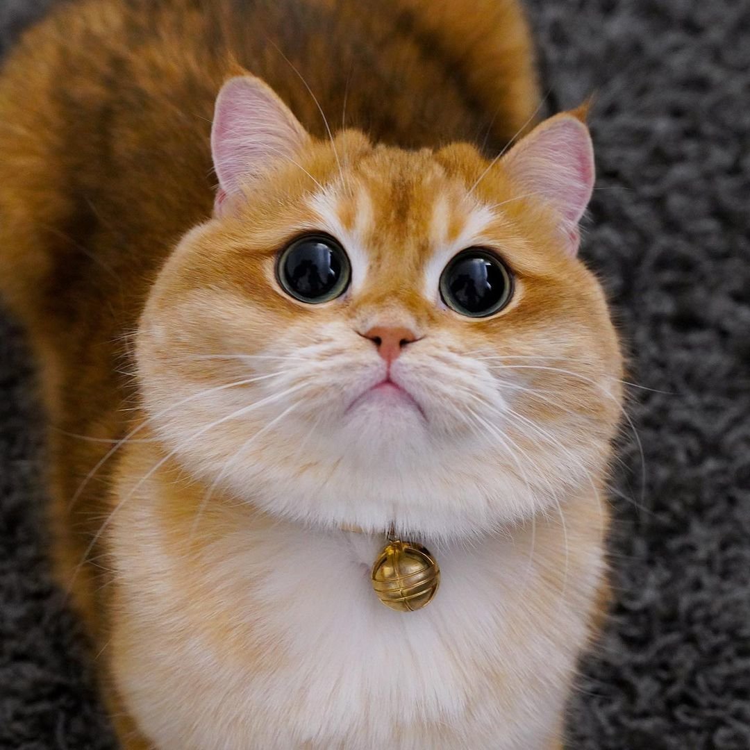 Писко Золотая Британская шиншилла