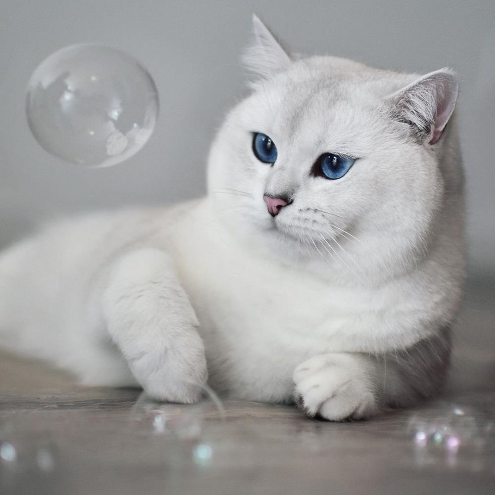 Кобби майну