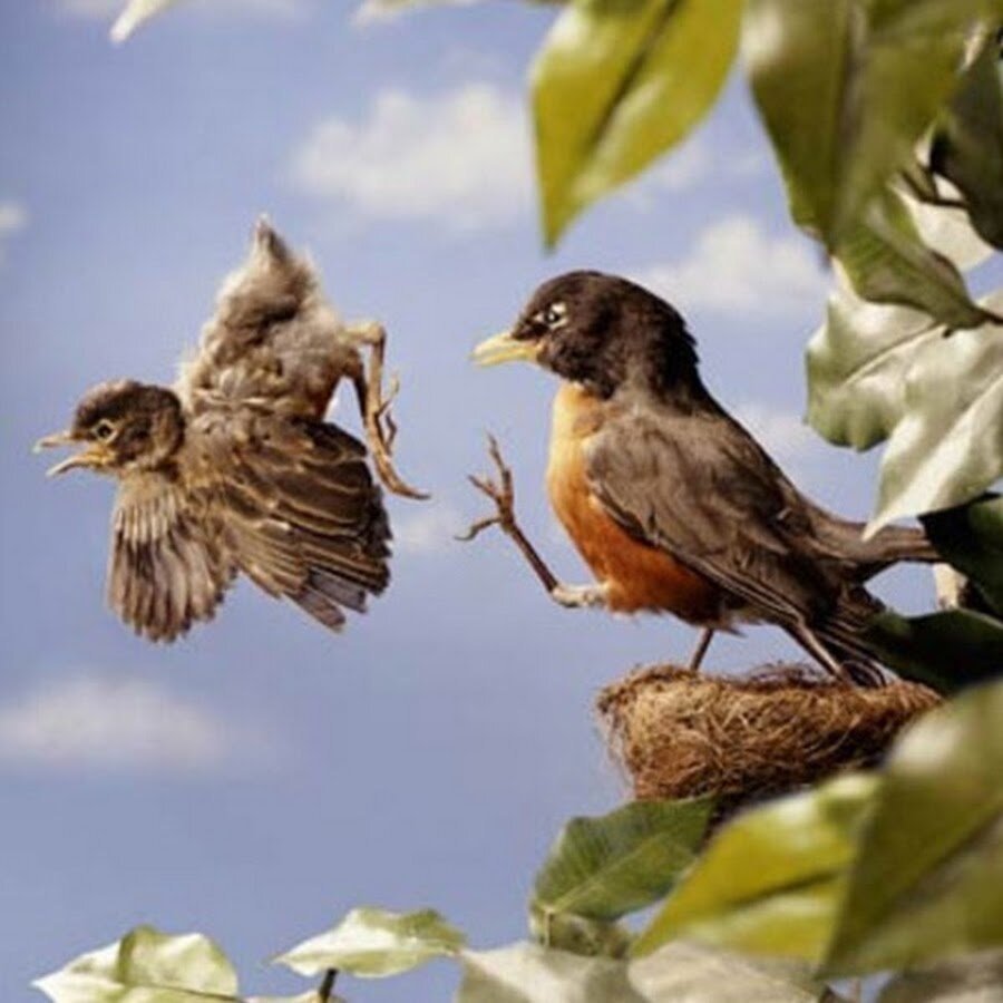 Bird out. Птенец вылетает из гнезда. Первый полет птенца. Птица с птенцами. Птица из гнезда.