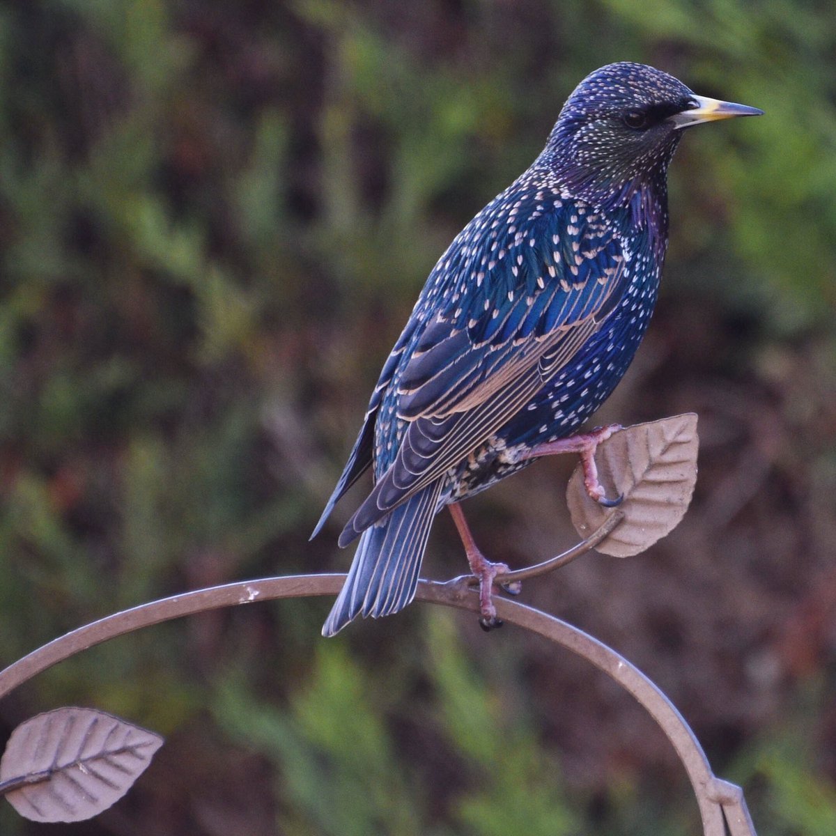 Синяя птица лиловый Дрозд